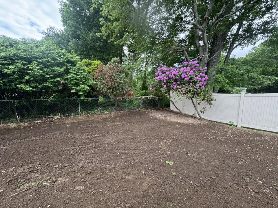Knotweed root system being pulled and removed from ground